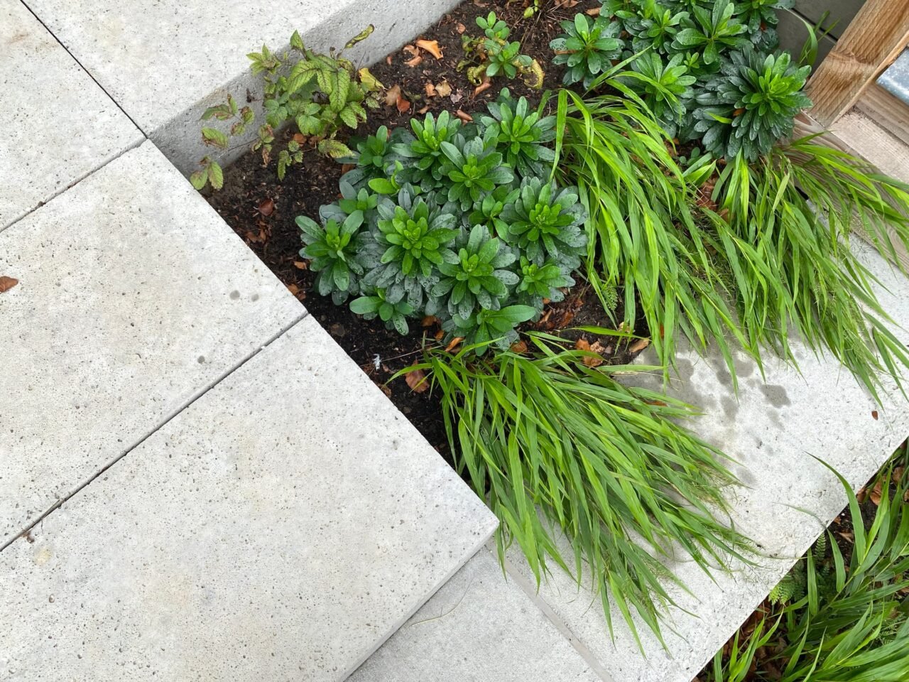 Tuin met strakke betonnen treden en weelderige beplanting