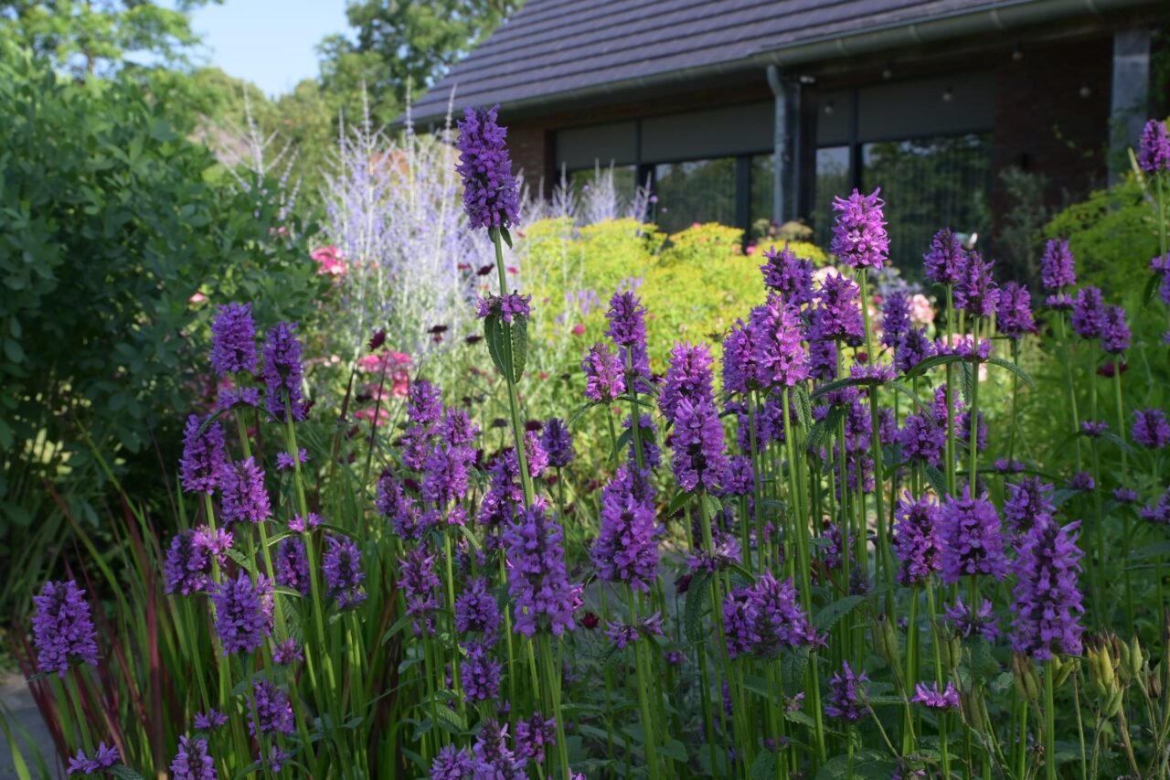 Weelderige border met vaste planten